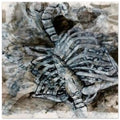 Moody Skeleton Rib Cage Foam Print | Gothic Wall  Ink Drawing, Modern Home Decor